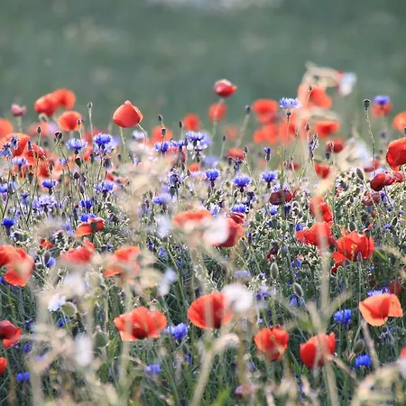 Apartment Sommerloft