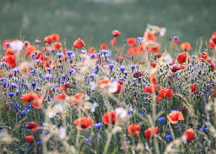 Apartment Sommerloft